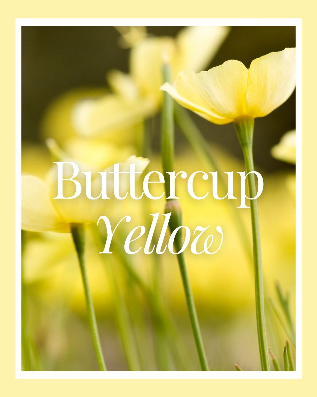 Buttercup Yellow | BuDhaGirl