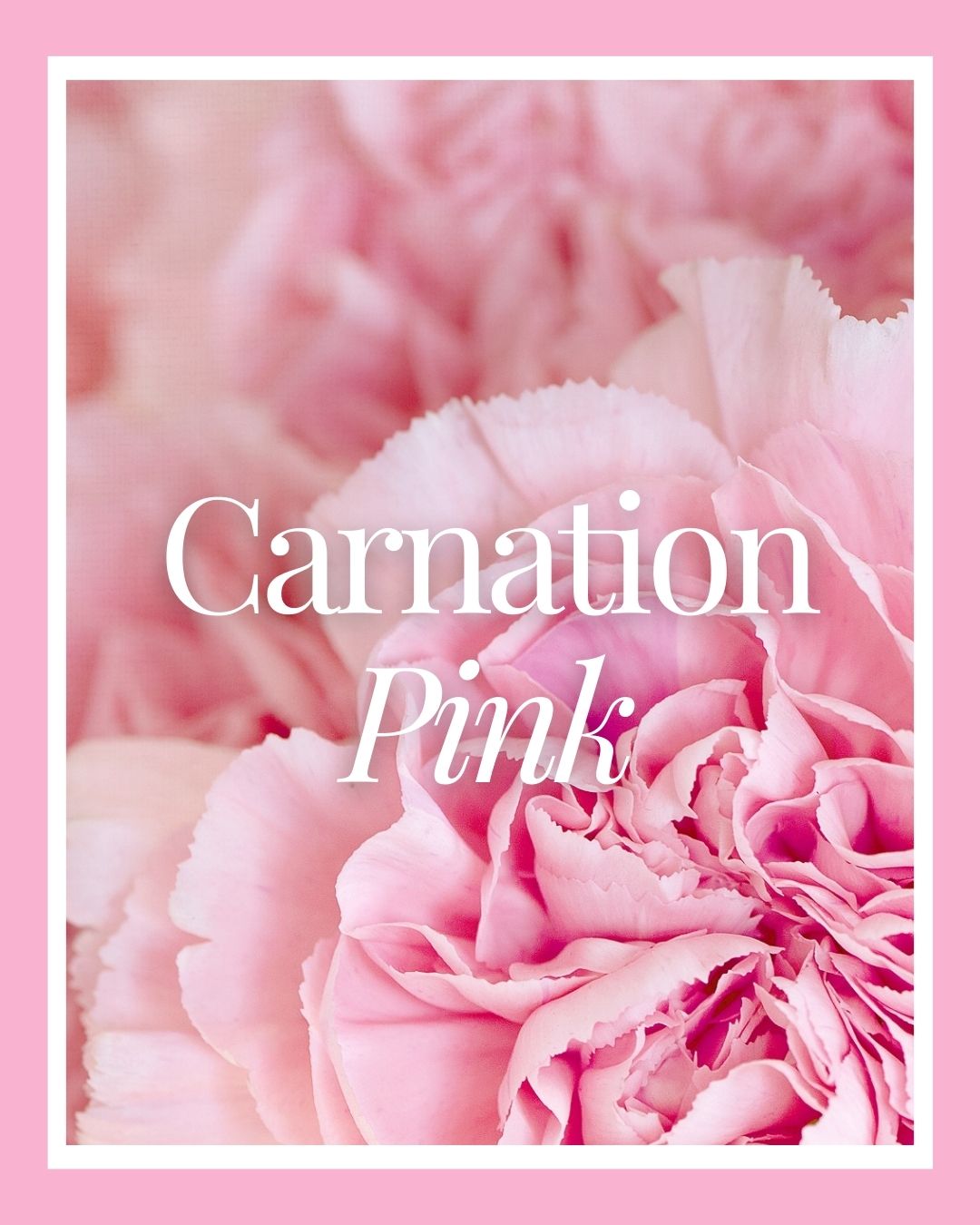 Carnation Pink | BuDhaGirl
