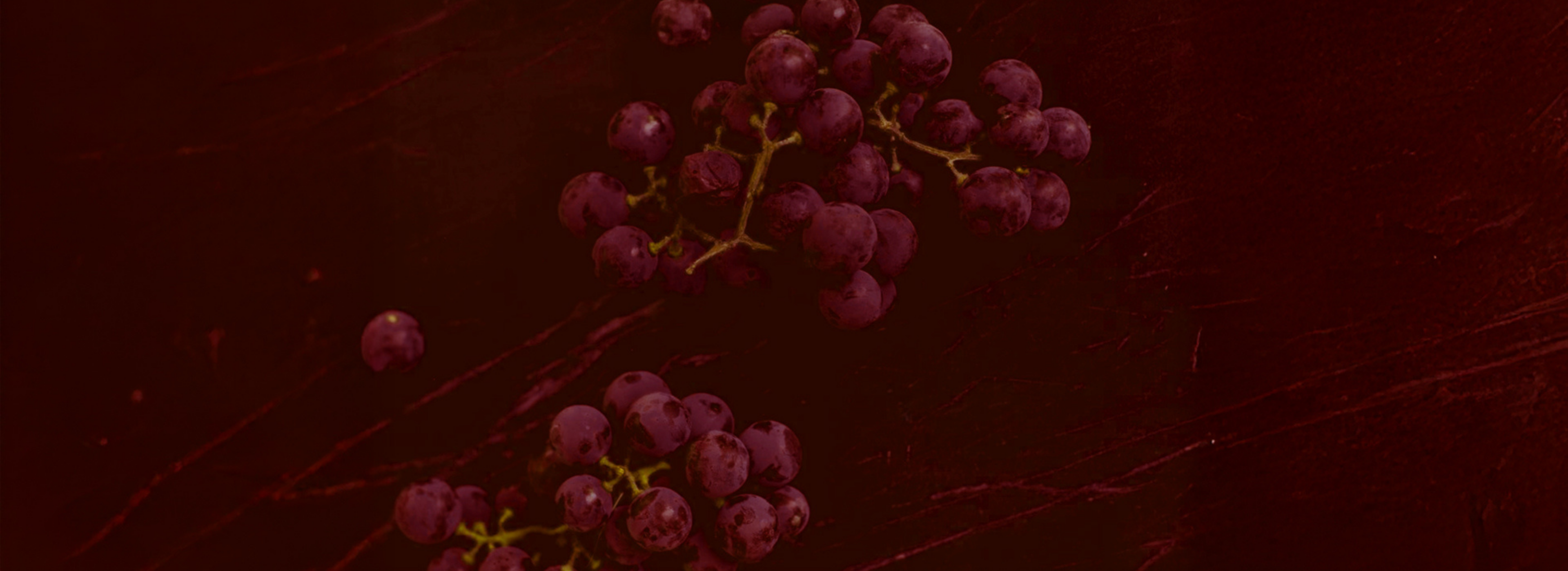 Merlot Harvest Banner | BuDhaGirl